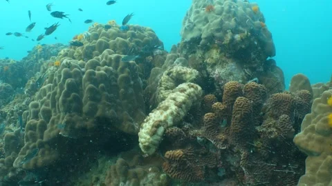 Sea cucumbers Stock Footage 282524826