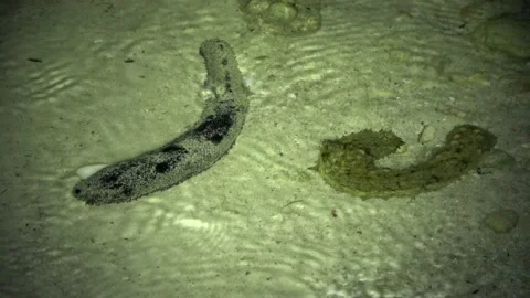 Sea Cucumbers, Malaysia Stock Footage 176652890