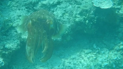 Sea cuttlefish Stock Footage 122492249