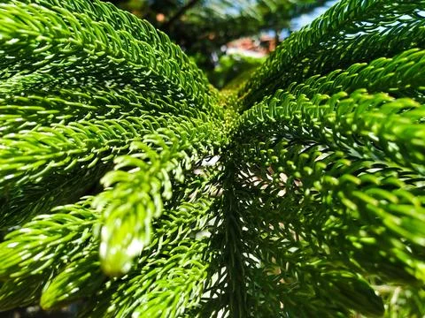 Sea Cypress Tree 2 Stock Photos