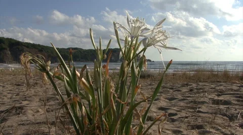 Sea daffodil Flowers on the coast beach, Pancratium maritimum. 库存影片 46085853