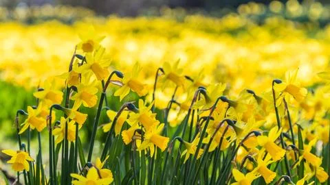 Sea of daffofils at spring Stock Photos