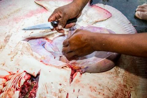 Sea devil Stock Photos