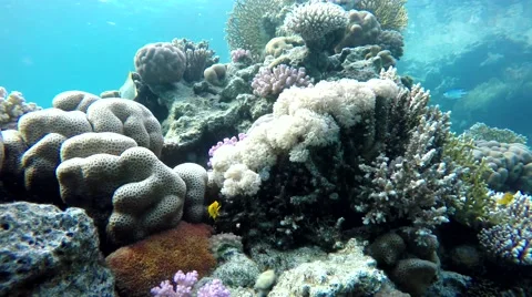 Sea, Diving in the ocean. Stock Footage 60704724