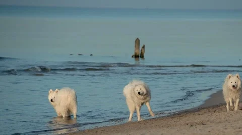 Sea Dogs Stock Footage 67461785