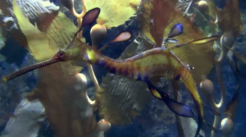 Sea Dragon Close Up Stock Footage 36867757