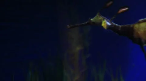 Sea dragon Stock-Footage 8873421