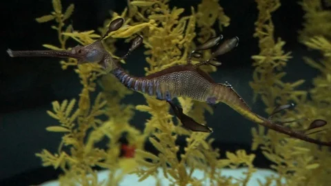 Sea ​​Dragon Stock Footage 117921173