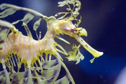 Sea dragon Stock-Fotos