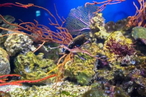The sea dragon Stock Photos