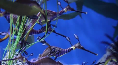 Sea Dragons Stock Footage 10709919