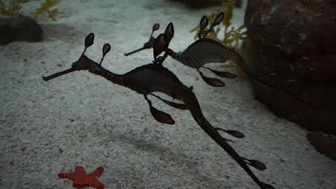 Sea ​​dragons Stock Footage 117921353