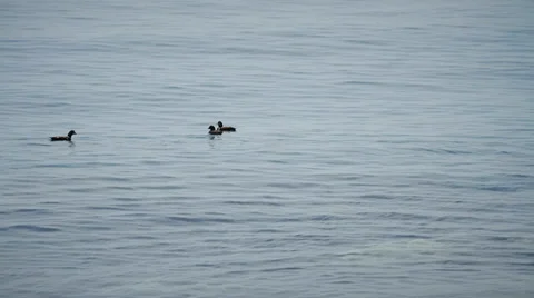 Sea ducks Stock Footage 37839092