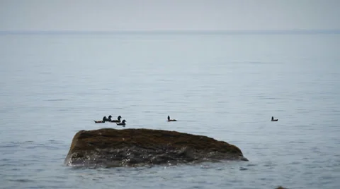 Sea ducks Stock Footage 37840881