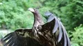 Sea eagle with big wings HD Footage