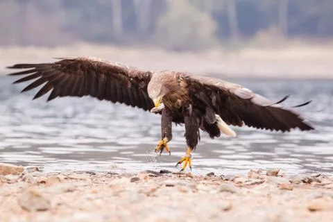 Sea eagle bird Stock Photos
