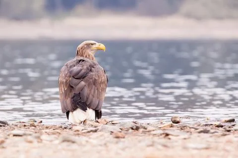 Sea eagle bird Stock Photos