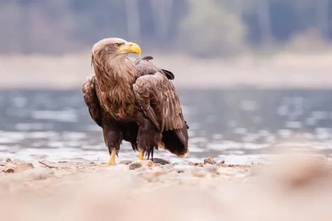 Sea eagle bird Stock Photos
