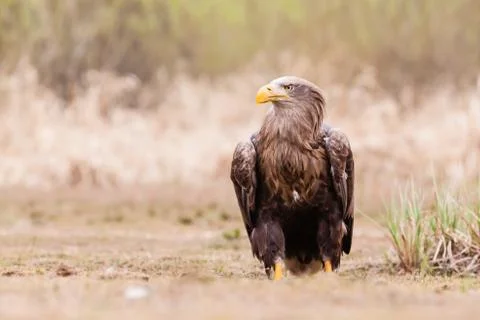 Sea eagle bird Stock Photos