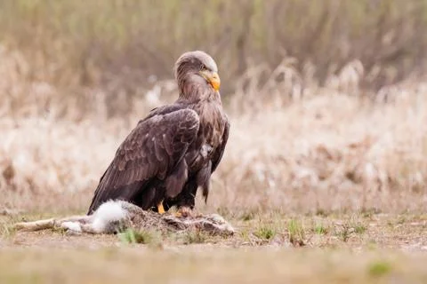 Sea eagle bird Stock Photos
