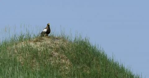 The sea eagle bird sits in the grass on a small hillock near the sea. Stock Footage 231218023