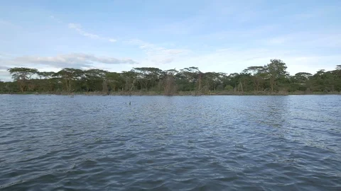 Sea eagle catching fish from the lake Stock Footage 87479585