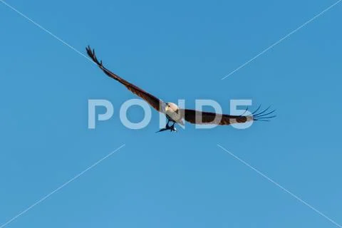 Sea eagle caught a fish and flying Stock Photos