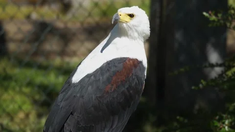 A sea eagle close up Stock Footage 274228728