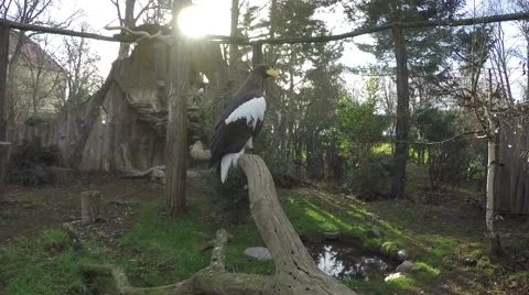Sea eagle on a dead tree large proud bird of prey kept in captivity in a zoo 4k Stock Footage 58650356