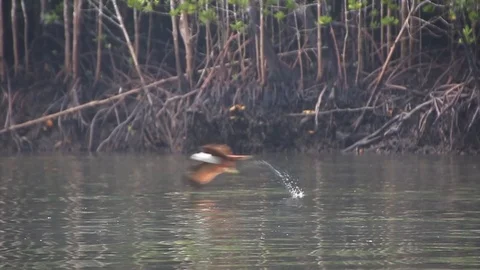 Sea Eagle Diving for Fish Stock Footage 104418010
