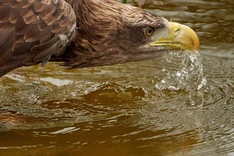 A sea eagle is drinking in the water. Close up of the bird's head, Water Stock Photos