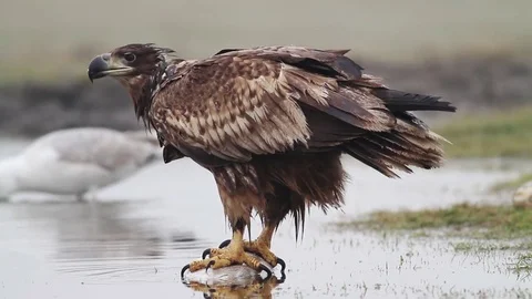 Sea eagle eating fish Stock Footage 71953249