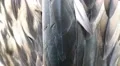 Sea eagle feathers HD Footage