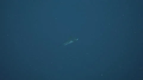 Sea eagle fish (Myliobatis eagle) swims in the blue of the Mediterranean Sea Stock Footage 225108339