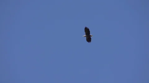 SEA EAGLE FLYING 50 IPS HD Stock Footage 90623655