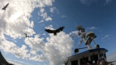Sea eagle flying over tourists on boat tour after guide offers fish Lofoten Vidéo 344453099