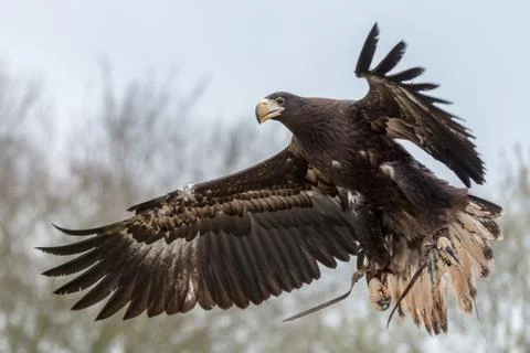 Sea eagle flying Stock Photos