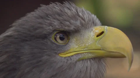 Sea eagle Stock-Footage 22678288