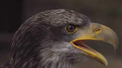 Sea eagle Stock-Footage 22678317