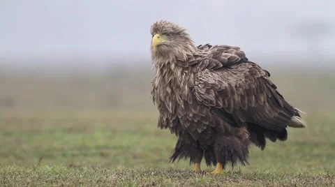 Sea eagle Stock Footage 66428700