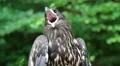 Sea eagle HD Footage