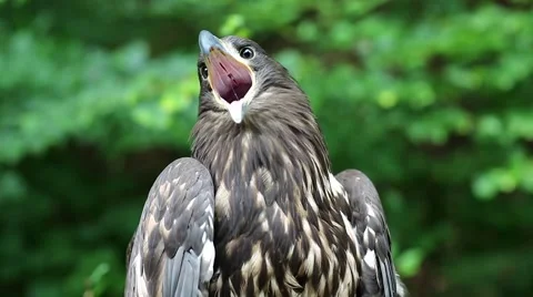 Sea eagle Video stock 68175698