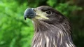 Sea eagle HD Footage