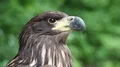 Sea eagle HD Footage