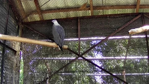 Sea eagle Stock Footage 168085730
