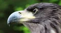 Sea eagle head HD Footage