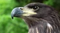Sea eagle head HD Footage
