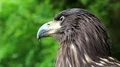 Sea eagle head HD Footage
