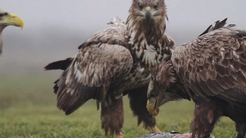 Sea eagle in Hungary Stock-Footage 71933842
