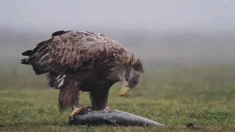 Sea eagle in Hungary Stock Footage 71935435
